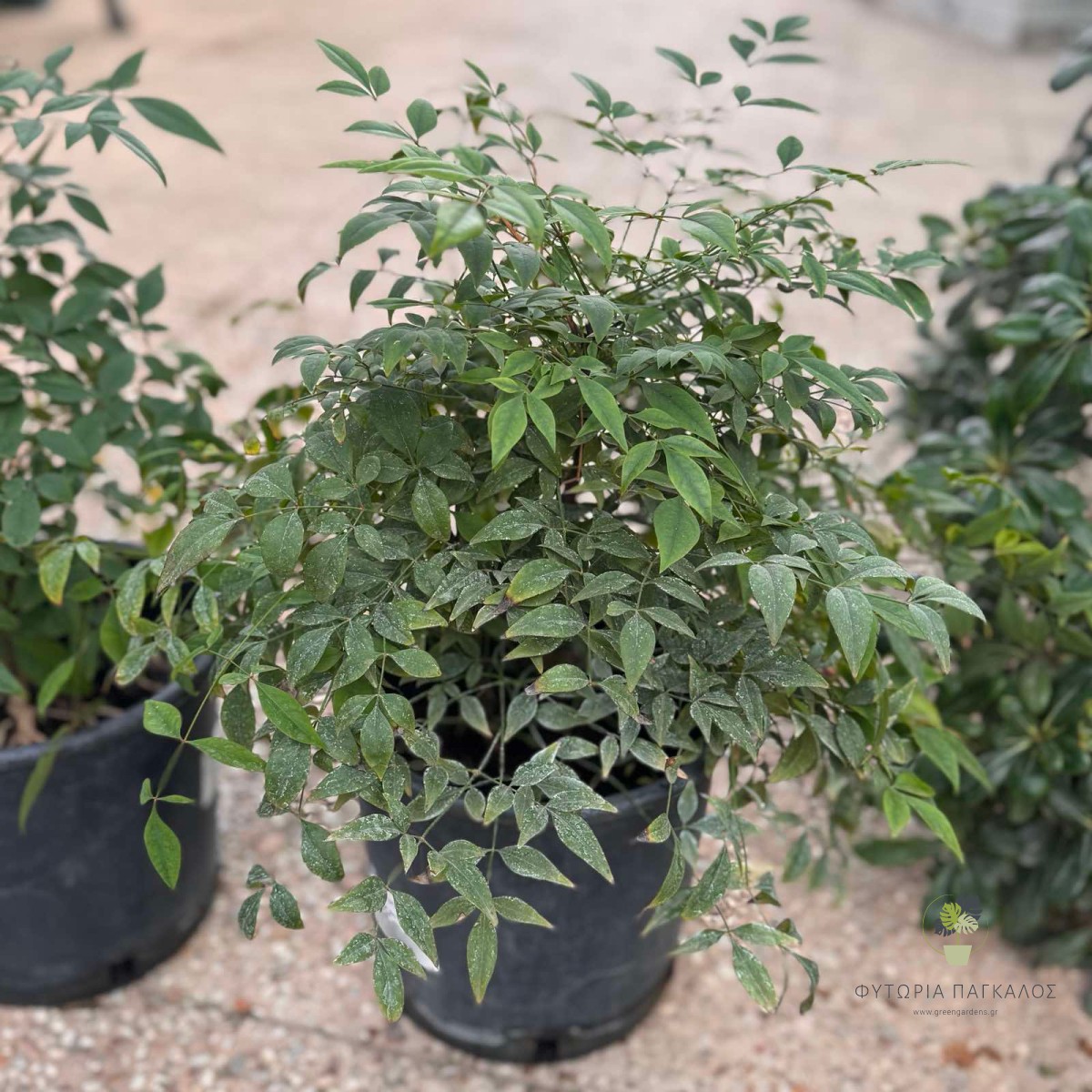 ΝΑΝΤΙΝΙΑ – Nandina domestica - 4